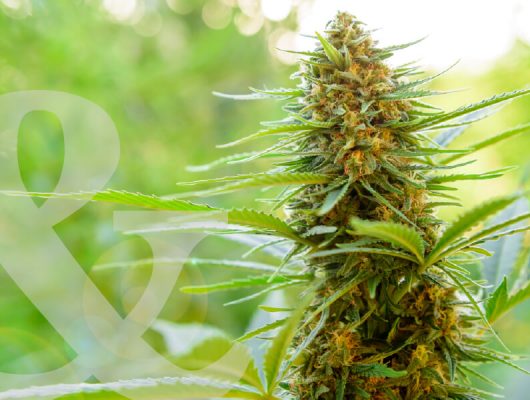 harlequin cannabis strain plant