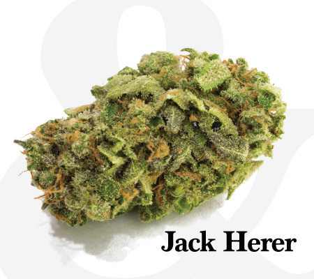 jack herer cannabis bud