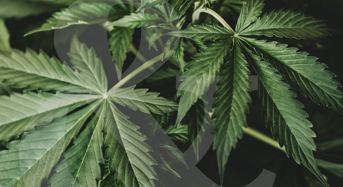 jack herer cannabis strain plant
