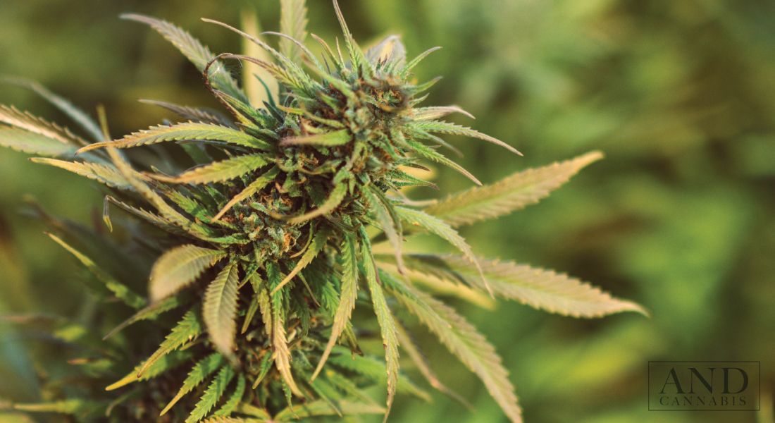 Durban Poison strain helped create cannabis strains like Girl Scout Cookies...