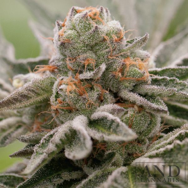 girl scout cookies strain flower trichomes