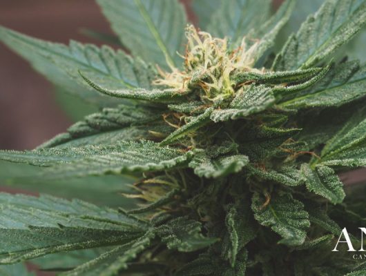high cbd cannabis strains