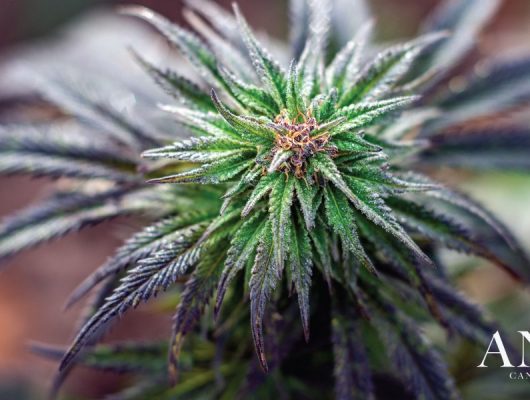 purple punch strain cannabis