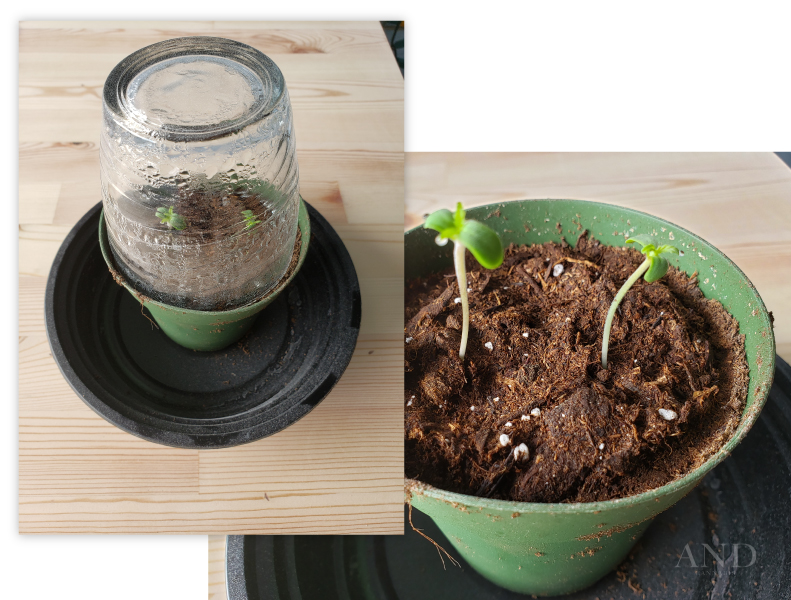 growing cannabis seedlings dome