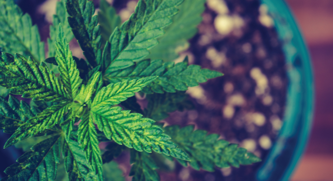 growing cannabis in soil