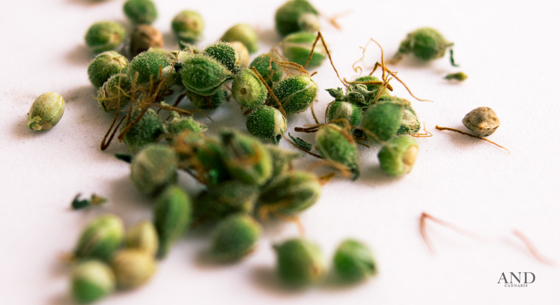 autoflower cannabis seeds